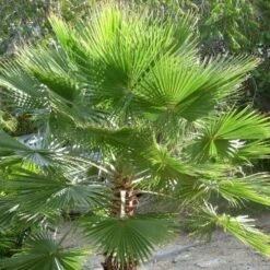 Washingtonia Robusta -Fruit Garden Shop 0988b5e7 da7f 499a 9e66 04246a4e30ae