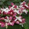 Clerodendrum Trichotomum -Fruit Garden Shop 1 Harlequin glorybower Clerodendrum trichotomum 002