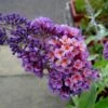 Buddleja X Weyeriana Bicolor/Flower Power -Fruit Garden Shop 1280px Buddleja Flowerpower