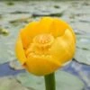 Nuphar Lutea - Yellow Water Lily -Fruit Garden Shop 1280px Nuphar lutea kz03