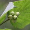 Cobnut - Corylus Avellana Segorbe -Fruit Garden Shop 14593389970 a47a1413bc k