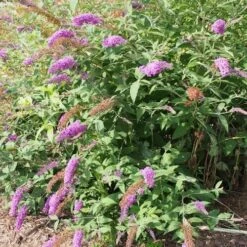 Buddleja Davidii Nanho Purple 8 Buddleja Davidii Nanho Purple -Fruit Garden Shop 14674495658 5c535576f4 k