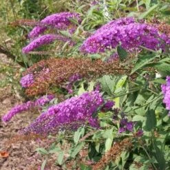 Buddleja Davidii Nanho Purple 9 Buddleja Davidii Nanho Purple -Fruit Garden Shop 14860763212 d7c1c3e66d k