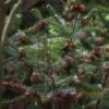 Cunninghamia Lanceolata -Fruit Garden Shop 17330809101 6598b7fff6 k