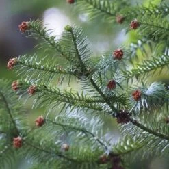 Cunninghamia Lanceolata -Fruit Garden Shop 17331495235 fcafcd5166 k