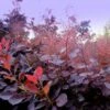 Cotinus Coggygria Dusky Maiden -Fruit Garden Shop 19356851292 8c0ce2b4d8 k
