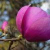 Magnolia Black Tulip -Fruit Garden Shop 47508951401 34b2a1c400 k