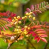Sorbus Aucuparia Autumn Spire -Fruit Garden Shop 48913145776 c00f43f607 k
