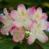 Rhododendron Lady Alice Fitzwilliam -Fruit Garden Shop 49670883063 594e1030ea k