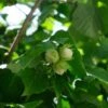 Cobnut - Corylus Avellana Fertile De Coutard 2 Cobnut - Corylus Avellana Fertile De Coutard -Fruit Garden Shop 51283027793 81626c2954 k