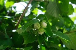 Cobnut - Corylus Avellana Fertile De Coutard