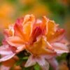 Azalea Mollis Glowing Embers -Fruit Garden Shop 521840089 128d279eac o