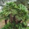 Chamaerops Humilis 2 Chamaerops Humilis -Fruit Garden Shop 551388a7 fd9d 402c 891f cec09d1a4215