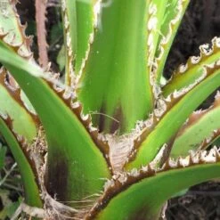 Washingtonia Robusta -Fruit Garden Shop 6188250e 340c 4503 b629 03d173b14aad