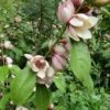 Magnolia Fairy Blush® -Fruit Garden Shop 746f875f a0de 4a67 b017 fee569761211