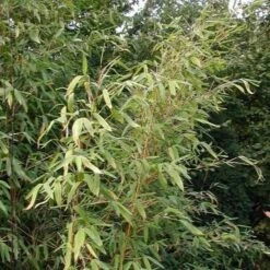 Fargesia Murielae -Fruit Garden Shop 7c9c2b3c 4d51 4a10 85cd 37ea96db6270