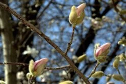 Magnolia X Loebneri Merrill -Fruit Garden Shop 8610638469 a7850c419a k