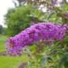 Buddleja Davidii Nanho Purple -Fruit Garden Shop 9443075339 71ffc91389 k