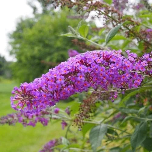 Buddleja Davidii Nanho Purple 3 Buddleja Davidii Nanho Purple