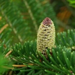 Abies Fraseri - Fraser Fir -Fruit Garden Shop Abies fraseri 01