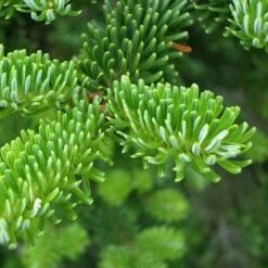 Abies Fraseri - Fraser Fir -Fruit Garden Shop Abies fraseri 02