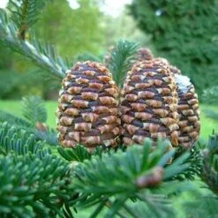 Abies Fraseri - Fraser Fir -Fruit Garden Shop Abies fraseri 04