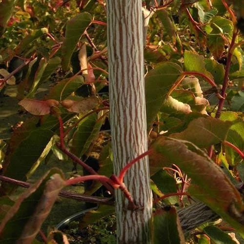 Acer Davidii Serpentine - Snakebark Maple 4 Acer Davidii Serpentine - Snakebark Maple - Image 2