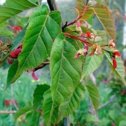 Acer Davidii Serpentine - Snakebark Maple 13 Acer Davidii Serpentine - Snakebark Maple -Fruit Garden Shop Acer davidii Serpentine 05