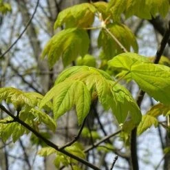 Acer Pseudoplatanus Worley -Fruit Garden Shop Acer pseudoplatanus Worley 06