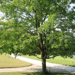 Acer Saccharum -Fruit Garden Shop Acer saccharum 06