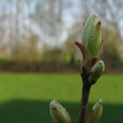 Acer Rubrum Red Sunset 10 Acer Rubrum Red Sunset -Fruit Garden Shop Acer Rubrum Red Sunset 02