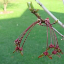 Acer Rubrum Red Sunset 11 Acer Rubrum Red Sunset -Fruit Garden Shop Acer Rubrum Red Sunset 03