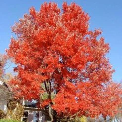 Acer Rubrum Red Sunset 9 Acer Rubrum Red Sunset -Fruit Garden Shop Acer Rubrum Red Sunset 04