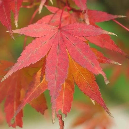 Acer Palmatum Atropurpureum 5 Acer Palmatum Atropurpureum - Image 3