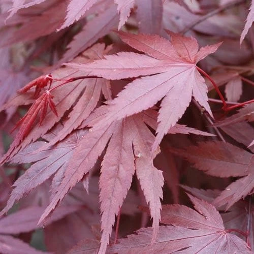 Acer Palmatum Atropurpureum 7 Acer Palmatum Atropurpureum - Image 5