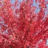 Acer Rubrum Fairview Flame 2 Acer Rubrum Fairview Flame -Fruit Garden Shop Acer rubrum Fairview Flame Andre Briant