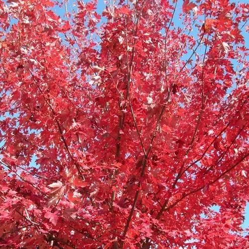 Acer Rubrum Fairview Flame 3 Acer Rubrum Fairview Flame