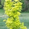 Acer Platanoides Princeton Gold -Fruit Garden Shop AcerplatanoidesPrincetonGold 01