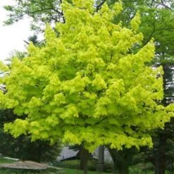 Acer Platanoides Princeton Gold -Fruit Garden Shop AcerplatanoidesPrincetonGold 03