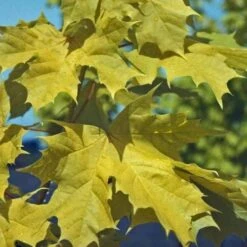 Acer Platanoides Princeton Gold -Fruit Garden Shop AcerplatanoidesPrincetonGold 04