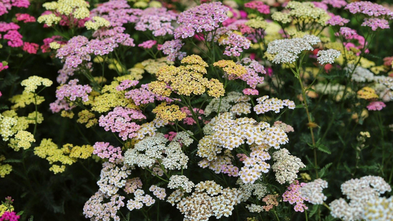 Fruit Garden Shop -Fruit Garden Shop Achillea millefolium in full blo