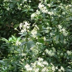 Acradenia Frankliniae -Fruit Garden Shop Acradenia frankliniae 02