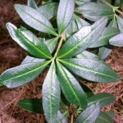 Acradenia Frankliniae -Fruit Garden Shop Acradenia frankliniae 03