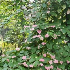 Actinidia Kolomikta -Fruit Garden Shop Actinidia kolomikta 03