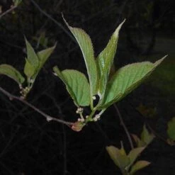 Actinidia Kolomikta -Fruit Garden Shop Actinidia kolomikta 06