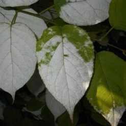 Actinidia Kolomikta -Fruit Garden Shop Actinidia kolomikta 07