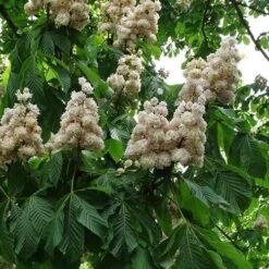 Aesculus Hippocastanum Baumannii -Fruit Garden Shop Aesculus hippocastanum Baumanii 04