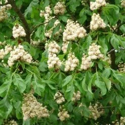 Aesculus Hippocastanum Baumannii -Fruit Garden Shop Aesculus hippocastanum Baumanii 05