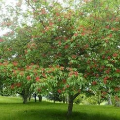 Aesculus Pavia 8 Aesculus Pavia -Fruit Garden Shop Aesculus pavia 01