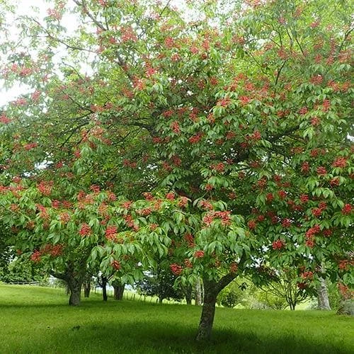 Aesculus Pavia 5 Aesculus Pavia - Image 3